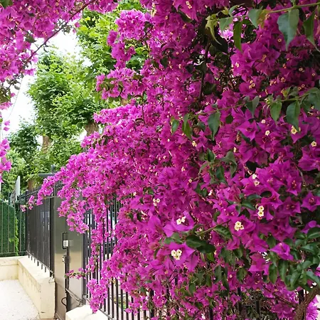 Le Salvator Cannes